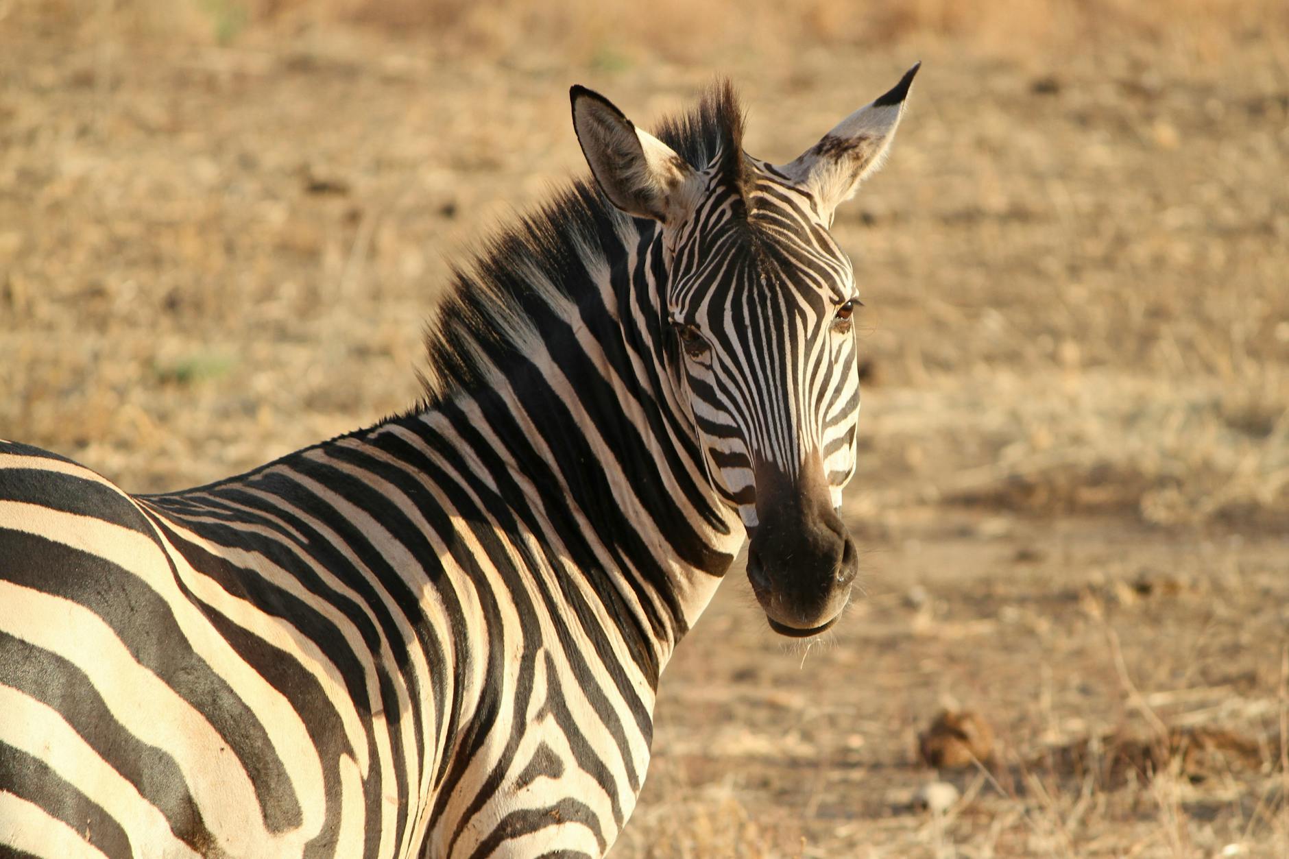 zebra-zebra-crossing-wild-animal-safari-67233 Kode Alam Mimpi Zebra