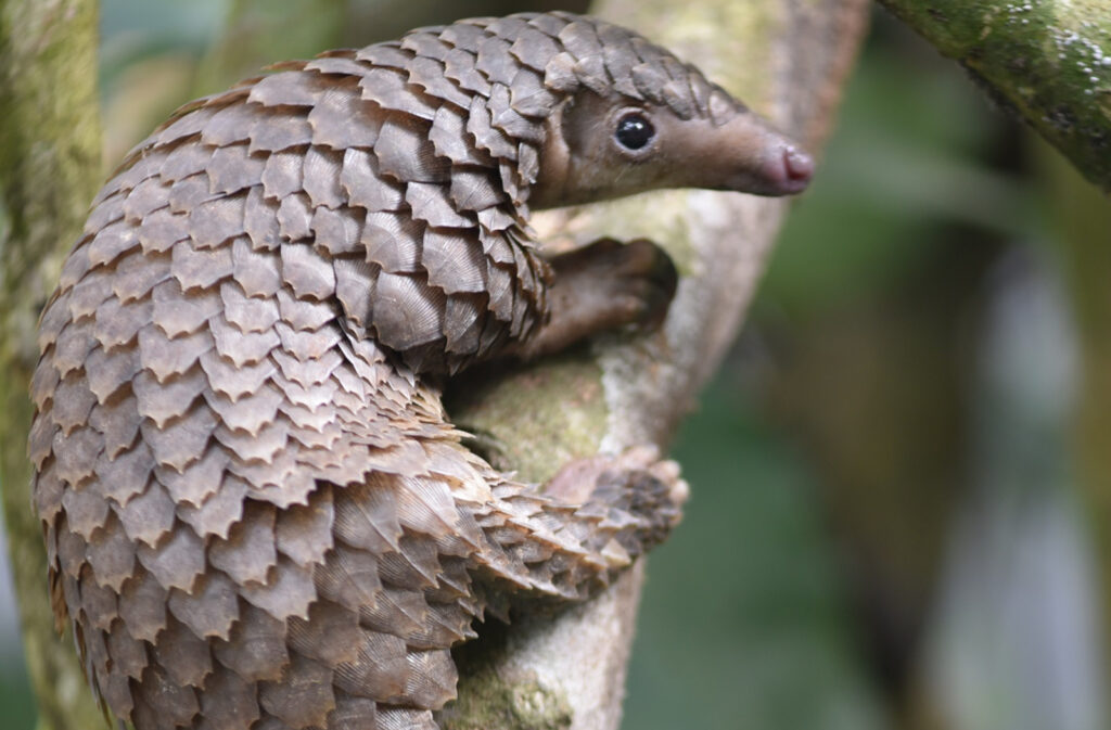 SL91-white-bellied-pangolin-male-juvenile_c-Sangha-Pangolin-Project-1600wide-1024x673 Kode Alam Arti Mimpi Trenggiling