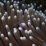 shrimp on sea anemone