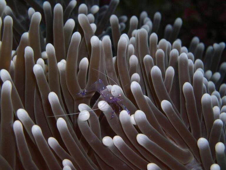 shrimp on sea anemone