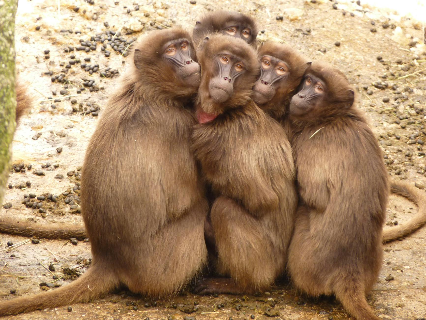 baboons-monkey-mammal-freeze-60023 Kode Alam Arti Mimpi Monyet