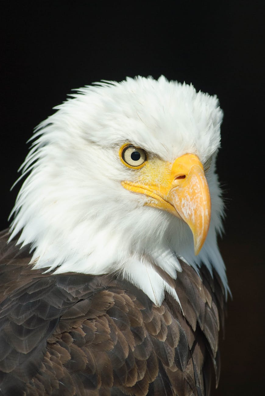 bald-eagle-adler-bird-of-prey-raptor Kode Alam Arti Mimpi Burung Rajawali