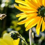 yellow petaled flower with black yellow bee during daytime focus photography