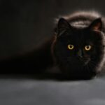 brown and black cat
