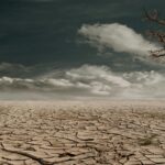 photo of brown bare tree on brown surface during daytime