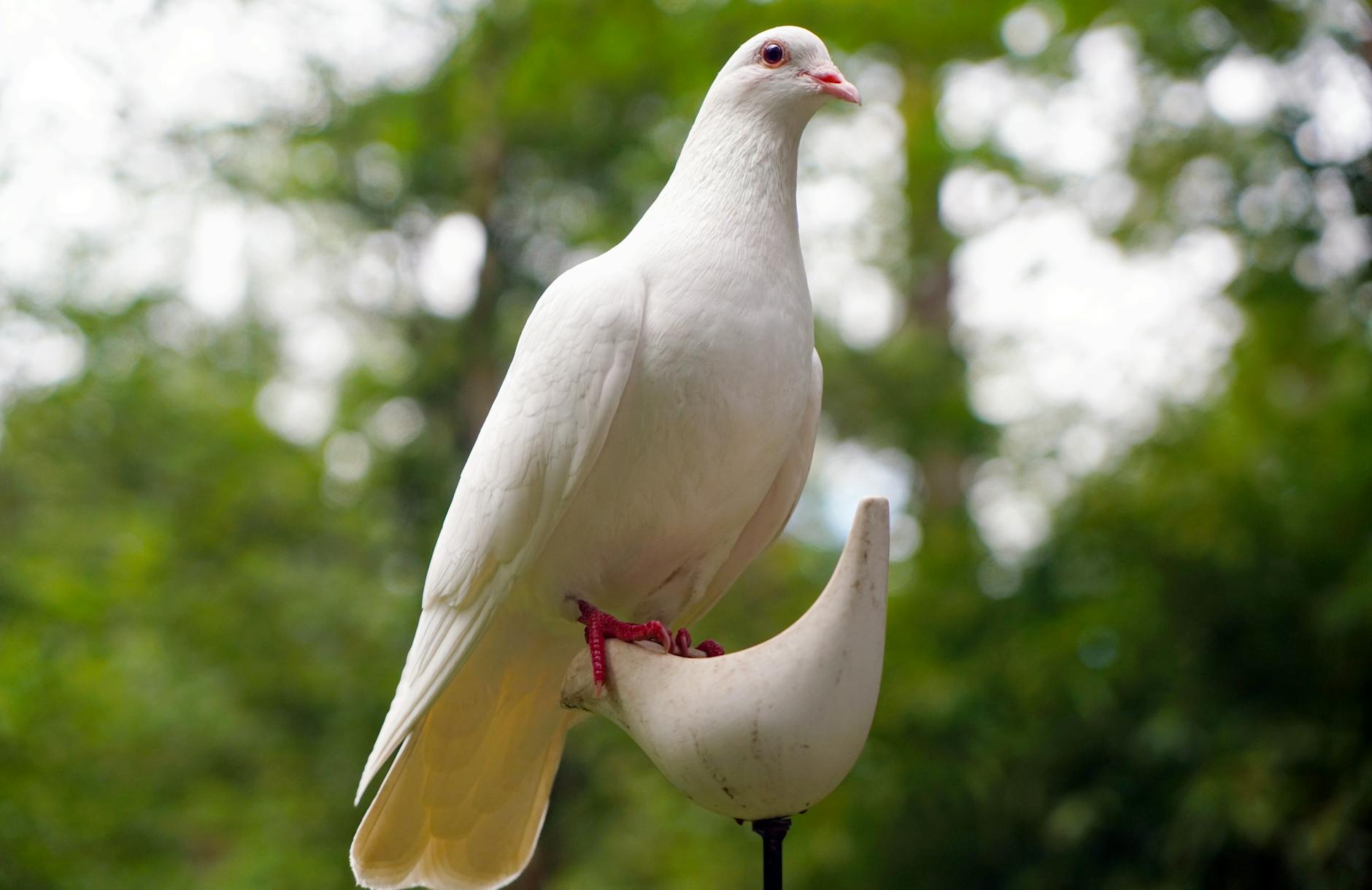Kode Alam Mimpi Burung Merpati: Tanda Cinta, Kedamaian, dan Harapan Baru! Mimpi itu sering banget bikin kita penasaran, ya.