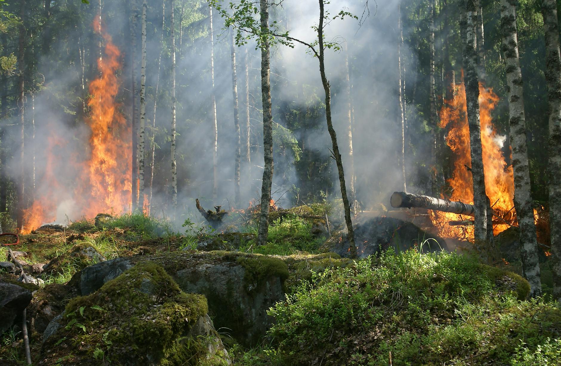 forest-fire-fire-smoke-conservation-51951 Arti Mimpi Bencana Alam