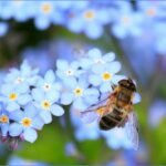 yellow bee on white flower on selective focus photography