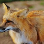 close up photo of true fox animal at daytime