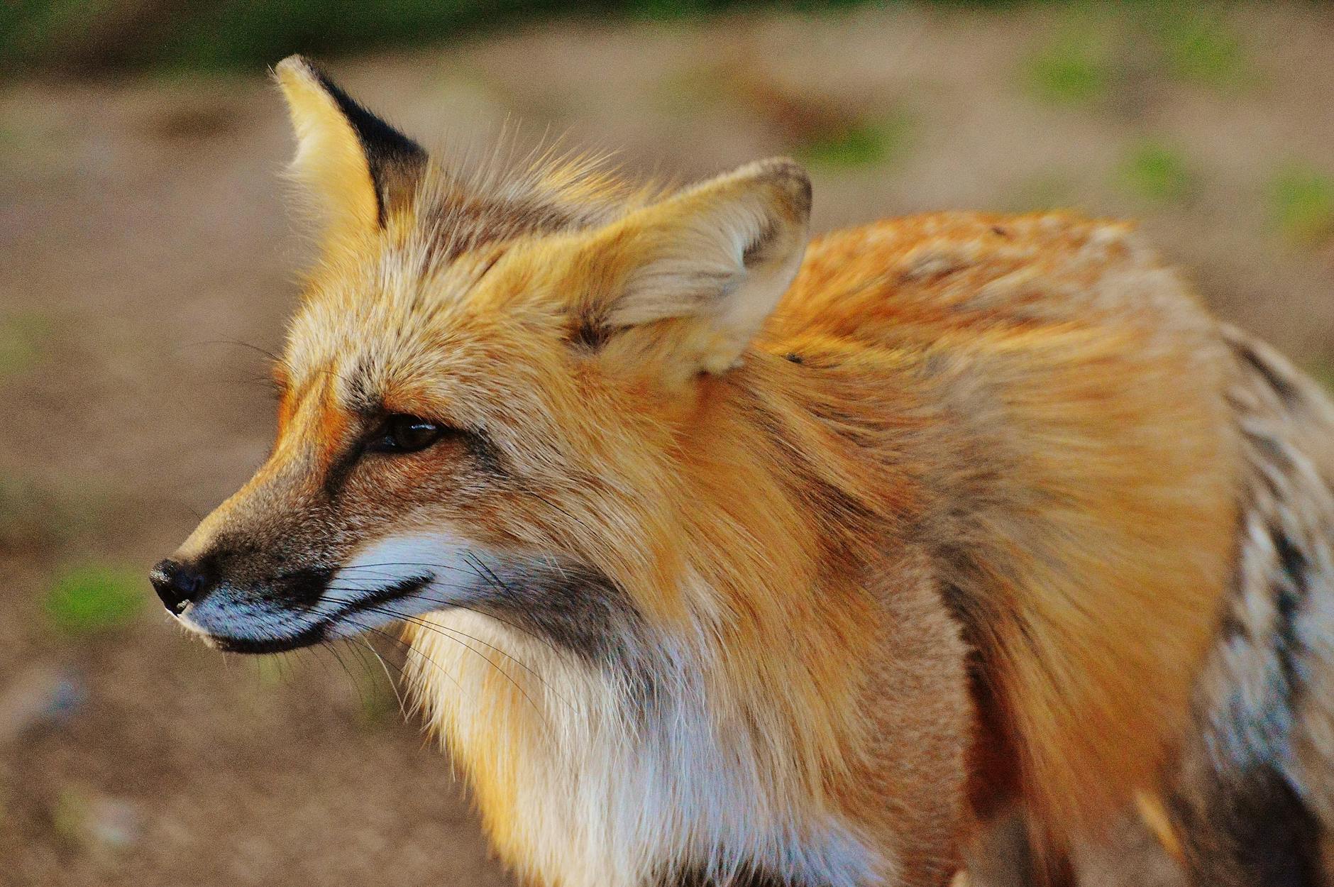 close up photo of true fox animal at daytime