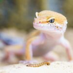 shallow focus photography of brown gecko