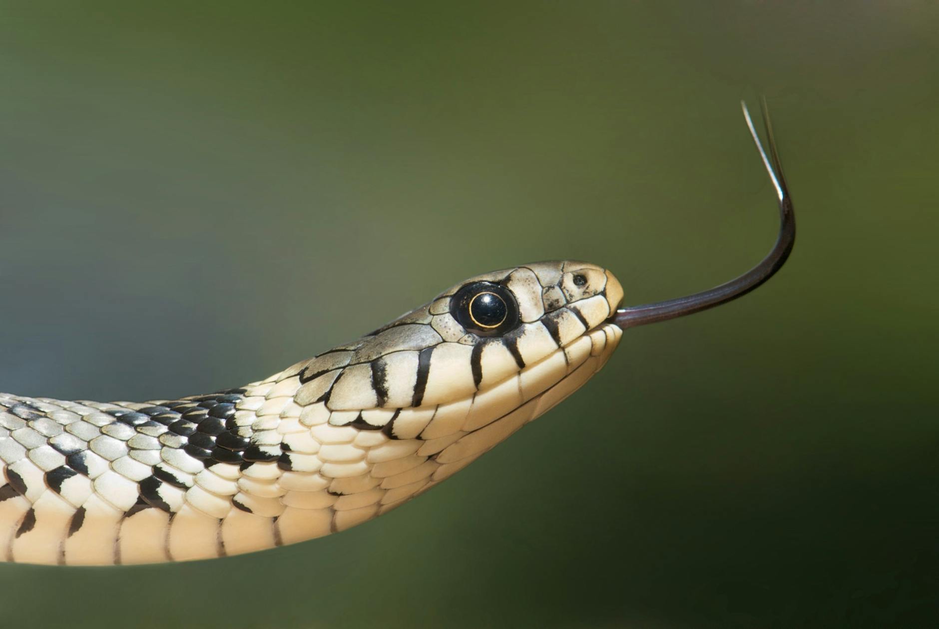 grass-snake-snake-serpentes-natrix-80474 Kode Alam Arti Mimpi Ular Kepala Dua