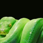 green snake