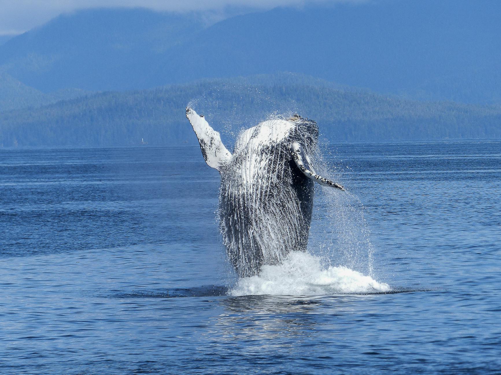 humpback-whale-natural-spectacle-nature-mammal-51964 Kode Alam Arti Mimpi Ikan Paus