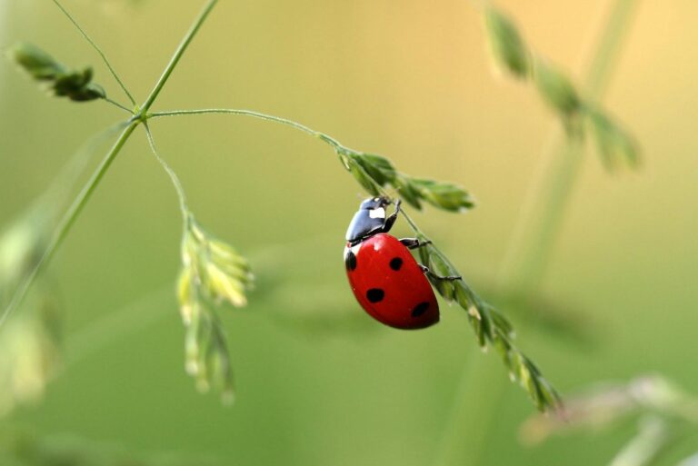 close up photo of ladybug on leaf during daytime