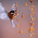 brown and grey hummingbird hovering over orange fruit