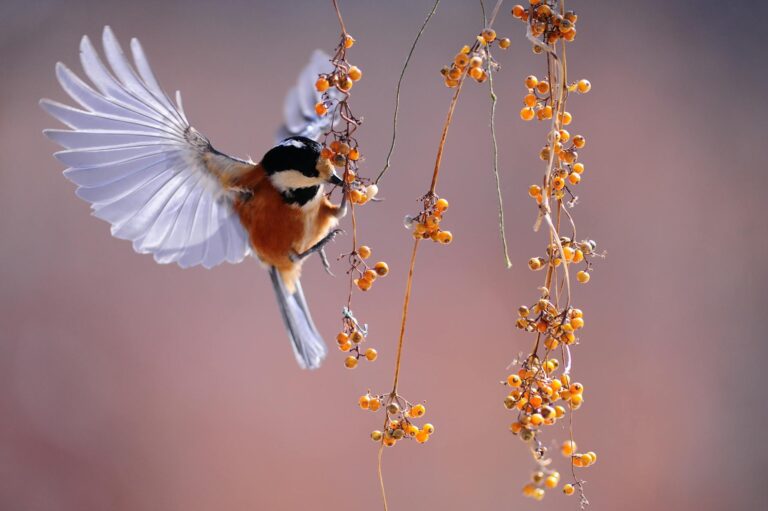 brown and grey hummingbird hovering over orange fruit
