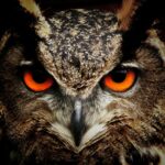 brown and black owl staring