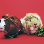 close up photo of two brown and beige guinea pigs