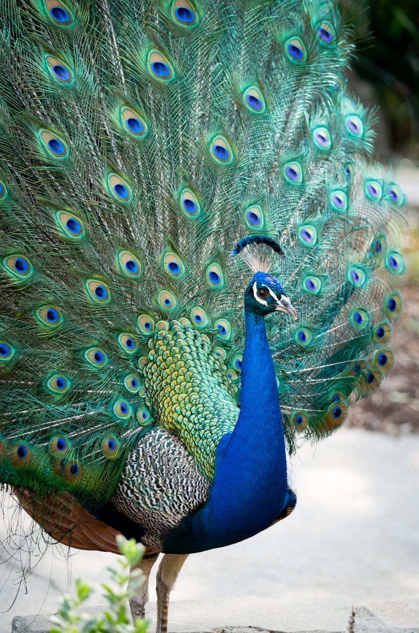 pexels-photo-11341755 Kode Alam Arti Mimpi Burung Merak