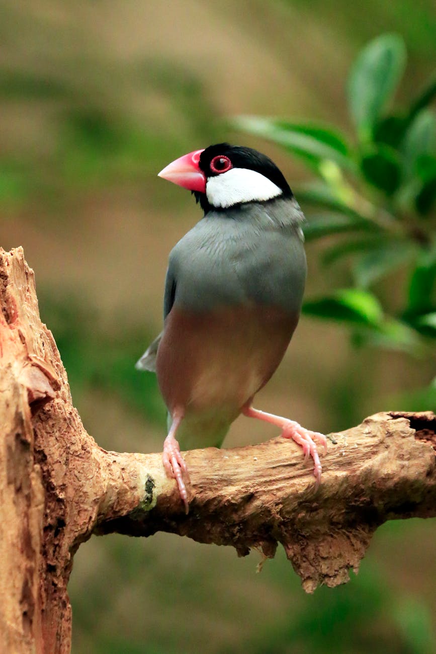 pexels-photo-11553318-1 Kode Alam Arti Mimpi Burung Gelatik
