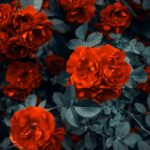 red roses