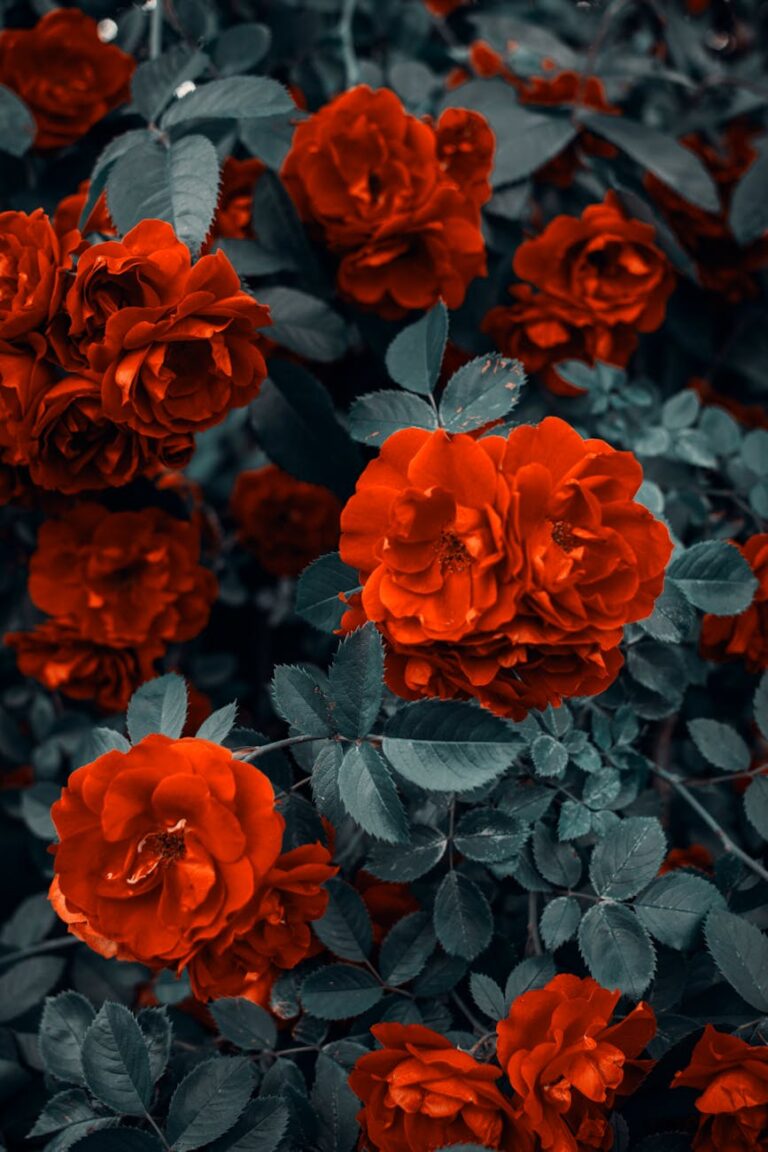 red roses