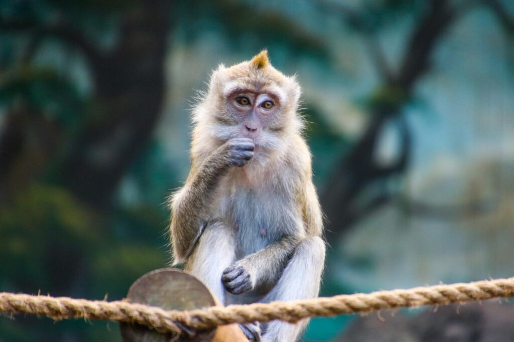 brown monkey on brown rope eating