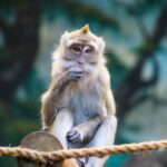 brown monkey on brown rope eating