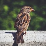 brown bird