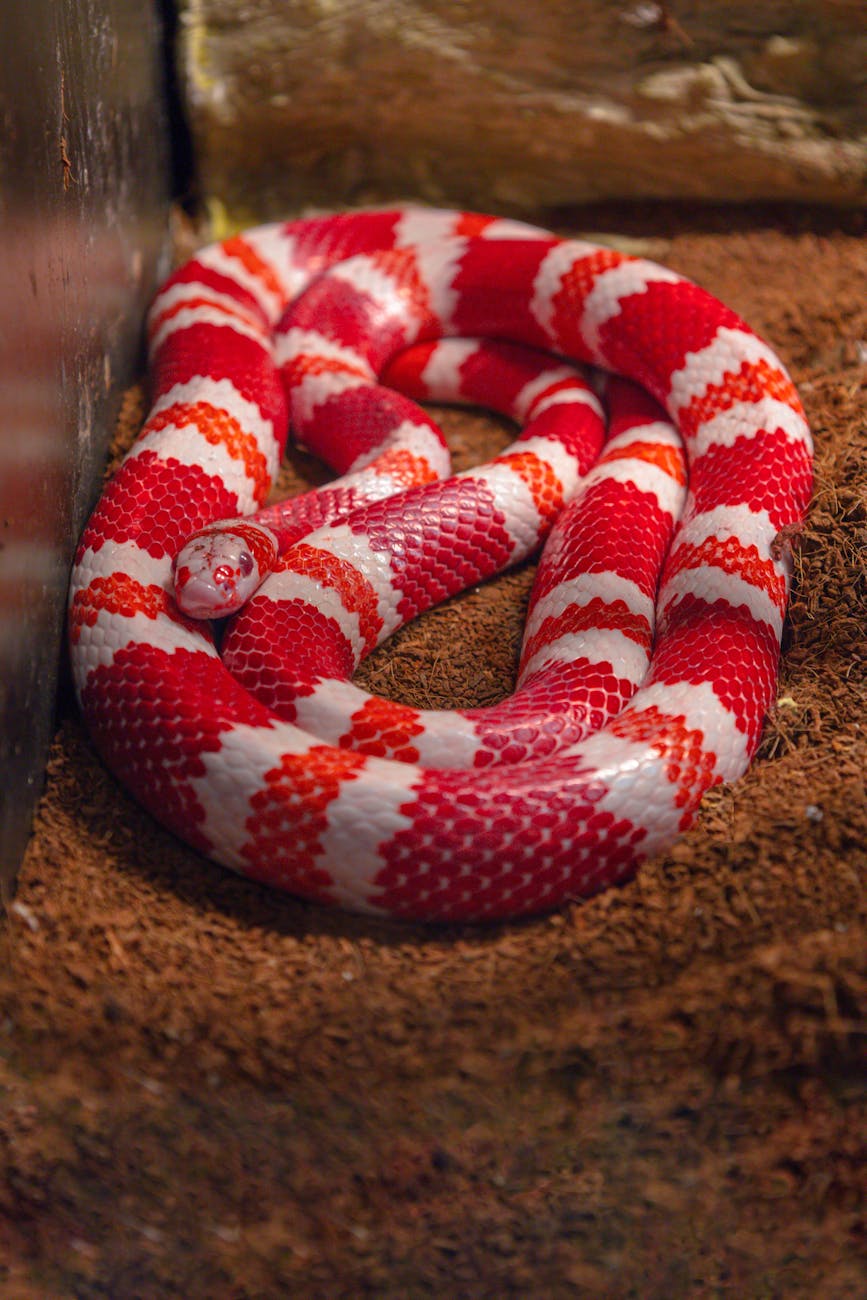 pexels-photo-14465865 Arti dan Makna Mimpi Ular Merah