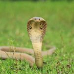 cobra on grass