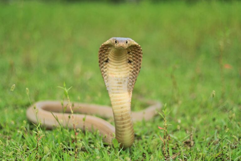 cobra on grass