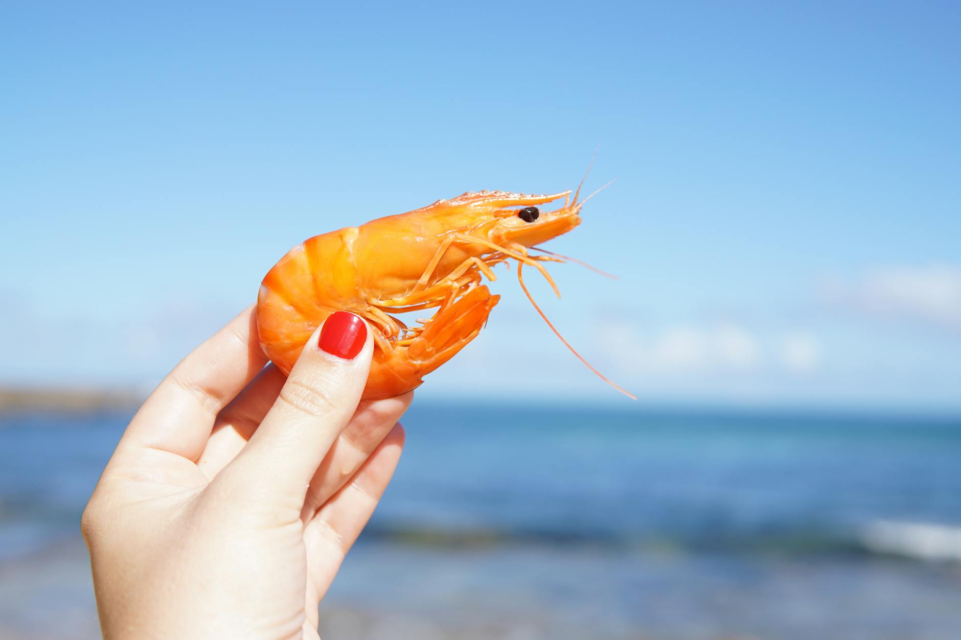 pexels-photo-1483780 Kode Alam Arti Mimpi Udang
