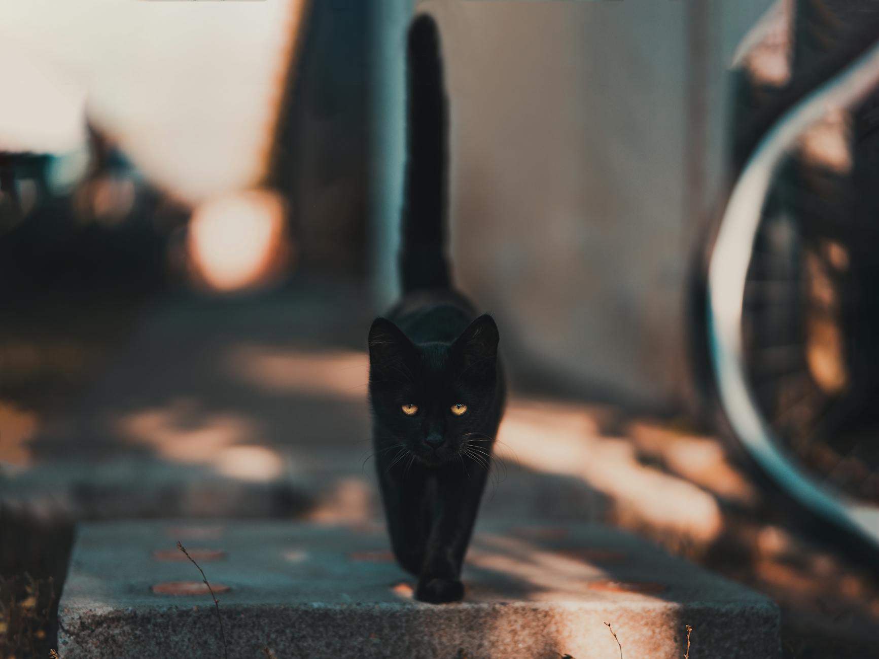 pexels-photo-1510543 Makna Arti Mimpi Tentang Kucing Hitam
