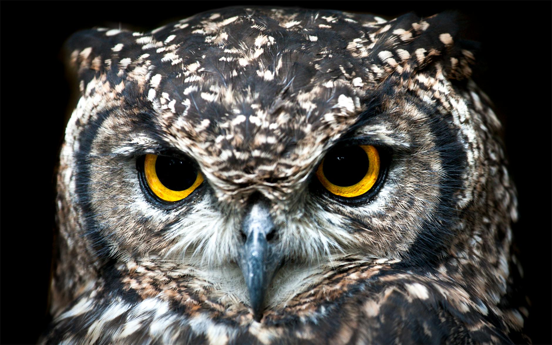 pexels-photo-1543417 Kode Alam Arti Mimpi Burung Hantu