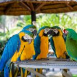 parrots perched on brown wooden surface
