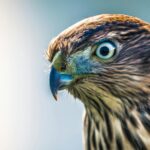 close up photo of brown hawk
