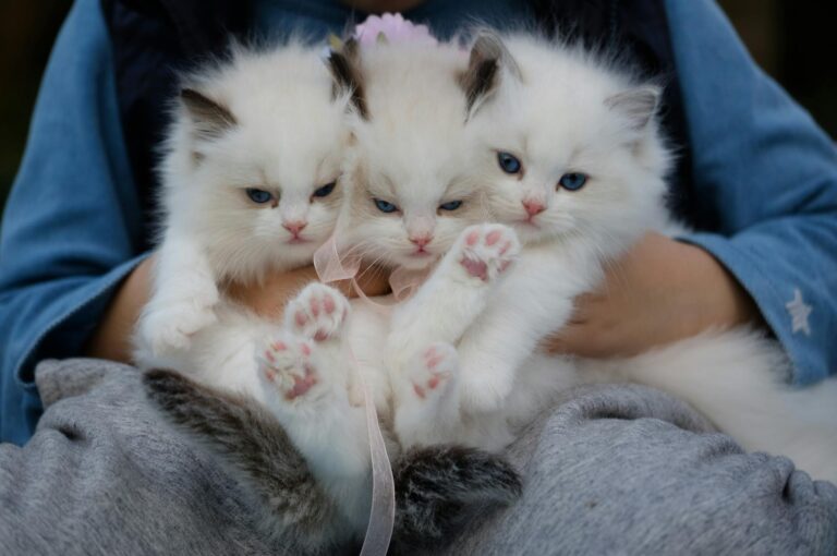 close up photo of a hand holding three white kittens