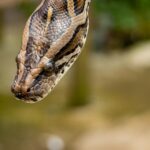 brown reticulated python