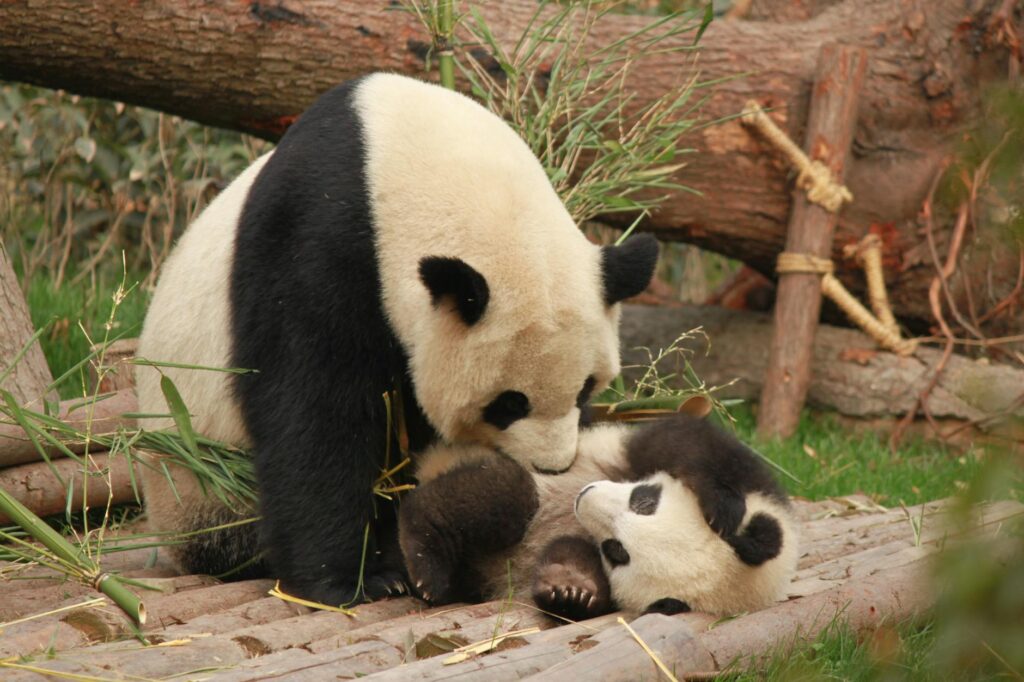 pexels-photo-1661535-1024x682 Kode Alam Arti Mimpi Panda