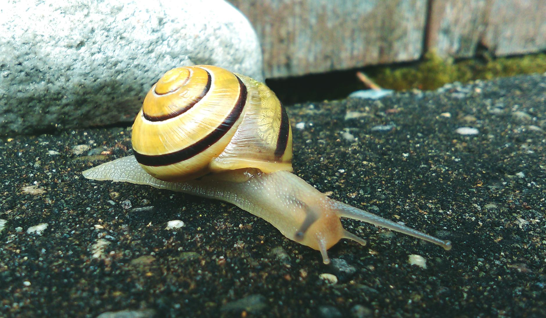 brown and beige snail