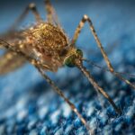macro photo of a brown mosquito