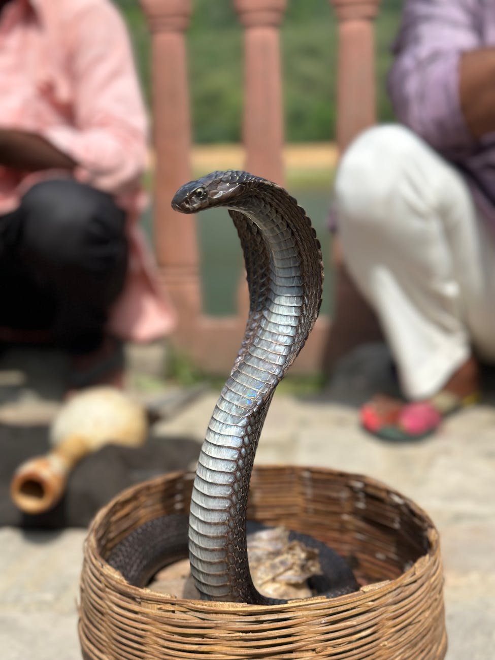 pexels-photo-17877846-1 Kode Alam Arti Mimpi Ular King Cobra