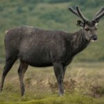 brown sambar deer standing outdoors