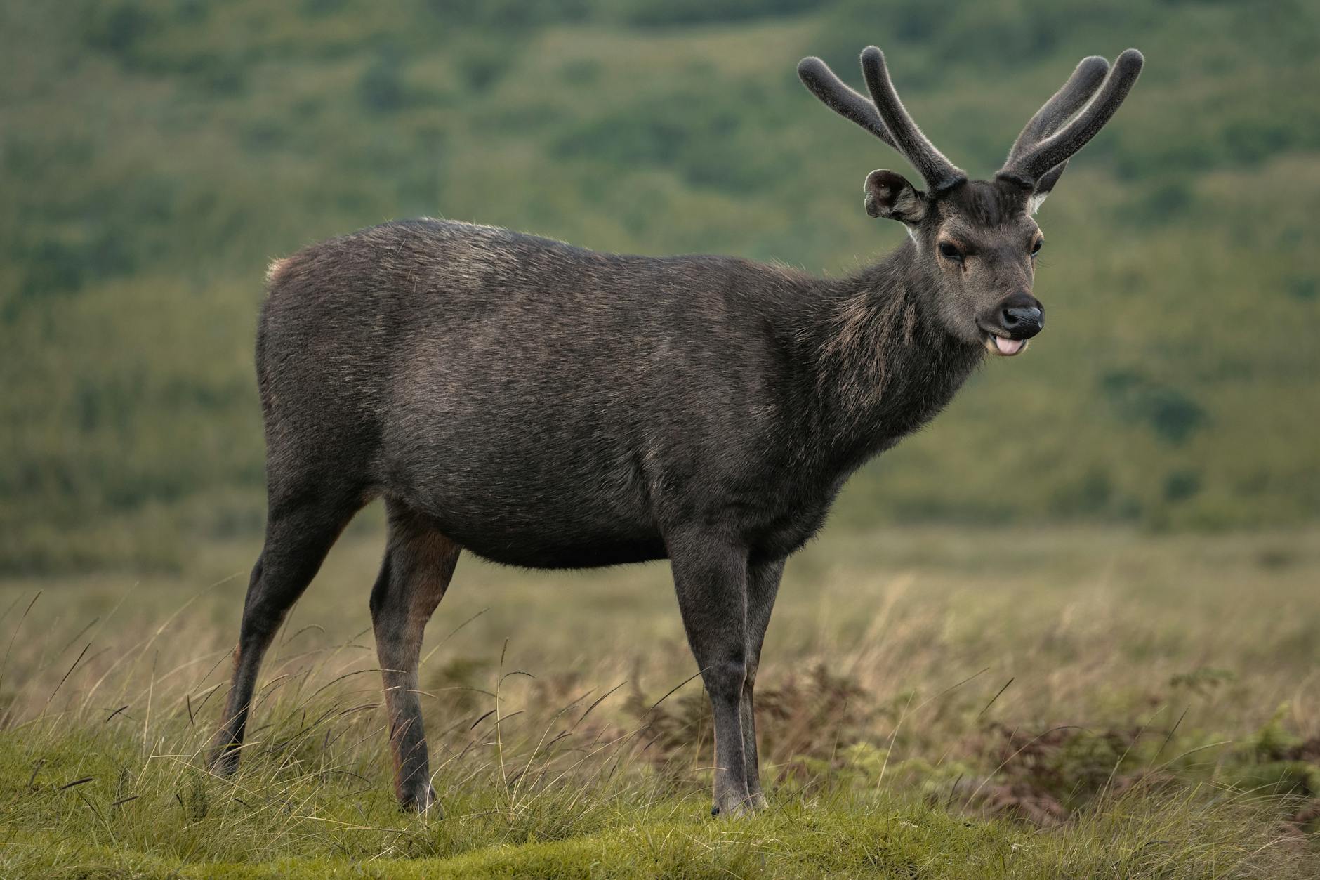 brown sambar deer standing outdoors