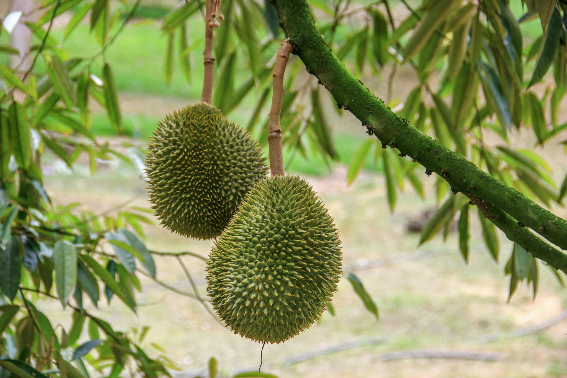 pexels-photo-17909867 Arti Mimpi Panen Durian