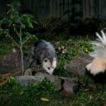 a possum and a skunk in a yard