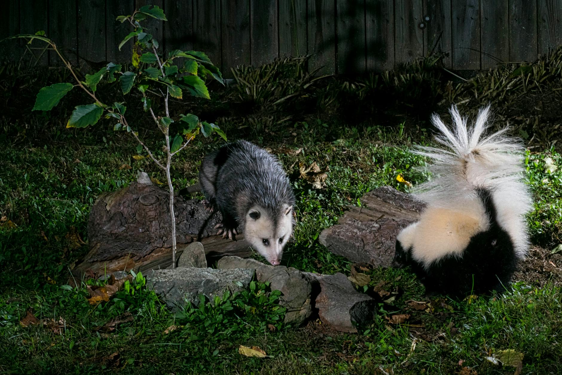 a possum and a skunk in a yard