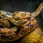 brown python